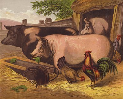 Cochons - English School